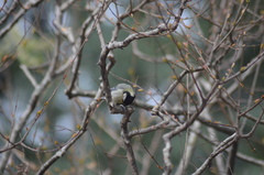 Parus major