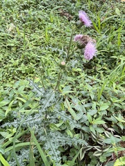Cirsium japonicum