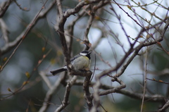 Parus major