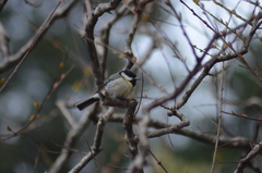 Parus major