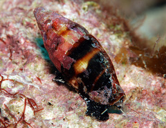 Protoelongata heleneae