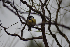Parus major
