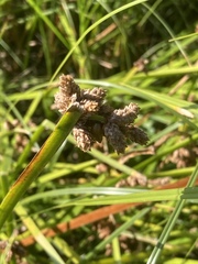 Schoenoplectus triqueter