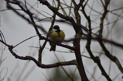 Parus major