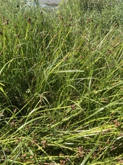 Schoenoplectus triqueter