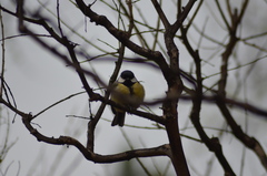 Parus major