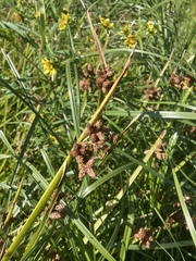 Schoenoplectus triqueter