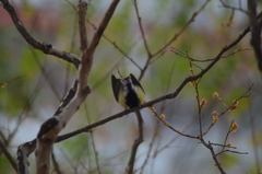Parus major