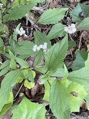 Ageratina riparia