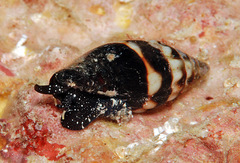 Protoelongata heleneae