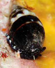 Protoelongata heleneae