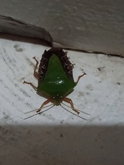 Hypoxys triangularis