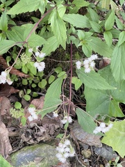 Ageratina riparia