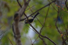 Parus major