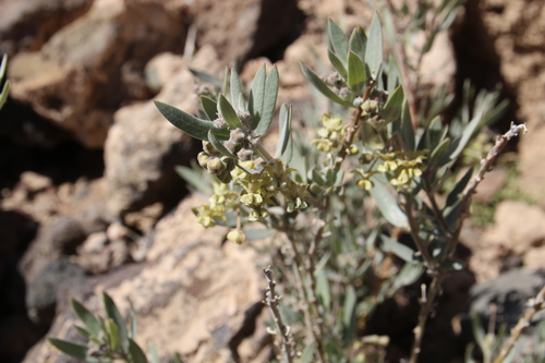 Gomphocarpus sinaicus