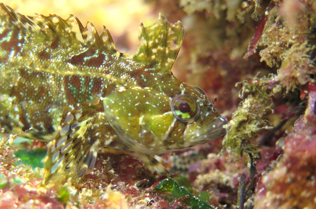 Laurent's klipfish (Pavoclinus laurentii) — Clinidae