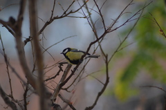 Parus major