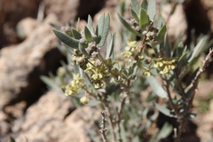 Gomphocarpus sinaicus