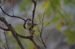 Parus major