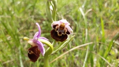 Ophrys heldreichii