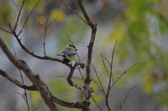 Parus major