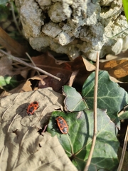 Pyrrhocoris apterus