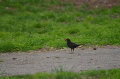 Turdus merula