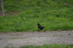 Turdus merula