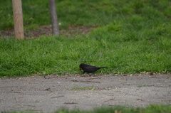 Turdus merula