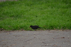 Turdus merula