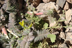 Astragalus sparsus