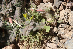 Astragalus sparsus
