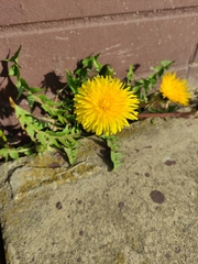 Taraxacum officinale