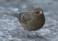 Procarduelis nipalensis