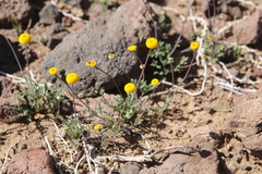 Aaronsohnia factorovskyi