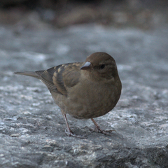 Procarduelis nipalensis