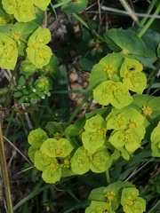 Euphorbia serrata