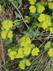 Euphorbia serrata