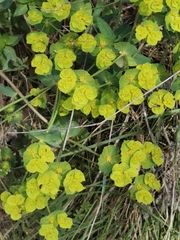 Euphorbia serrata