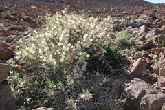 Astragalus spinosus