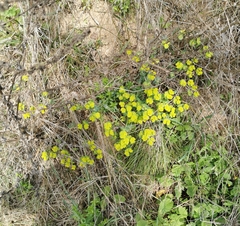 Euphorbia serrata