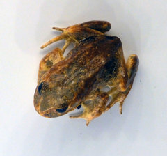 Baw Baw Frog photo 2