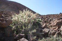 Astragalus spinosus