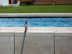 Motacilla alba