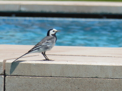 Motacilla alba