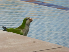 Myiopsitta monachus