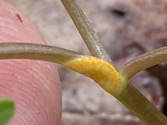 Puccinia erigeniae