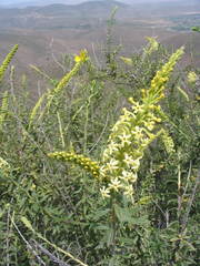 Mulguraea arequipensis