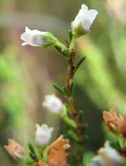 Erica duthieae