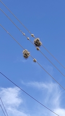 Tillandsia capillaris